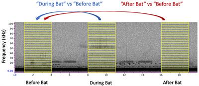 From Understory to Canopy: In situ Behavior of Neotropical Forest Katydids in Response to Bat Echolocation Calls